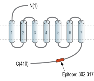 GPRC5B Blocking Peptide