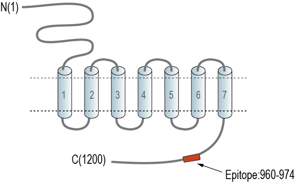 Anti-GPR158 Antibody