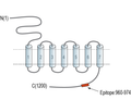 GPR158 Blocking Peptide