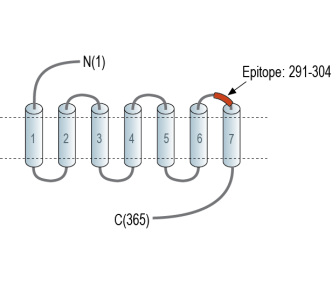 GPR142 (extracellular) Blocking Peptide