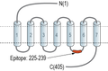 Anti-GPR143 Antibody