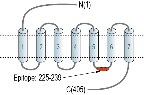 Anti-GPR143 Antibody