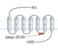 GPR143 Blocking Peptide