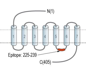 GPR143 Blocking Peptide