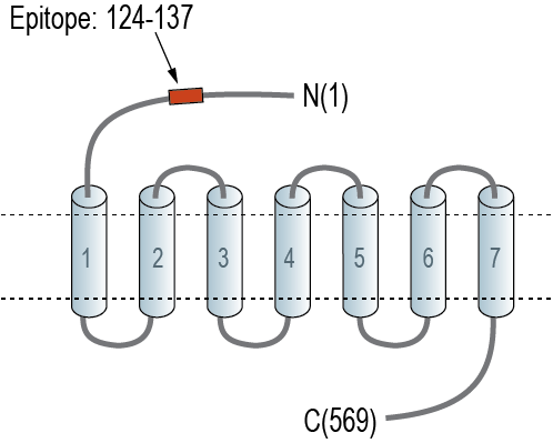 Anti-GPR108 (extracellular) Antibody