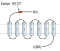 GPR108 (extracellular) Blocking Peptide