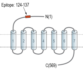 GPR108 (extracellular) Blocking Peptide