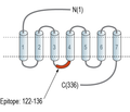 GPR160 Blocking Peptide