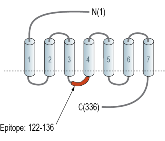 GPR160 Blocking Peptide