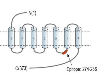 GPR173 Blocking Peptide