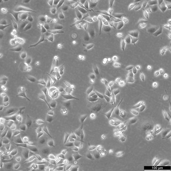 AGS cell