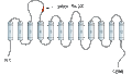 Anti-GABA Transporter 1 (GAT-1) (extracellular) Antibody