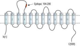 Anti-GABA Transporter 1 (GAT-1) (extracellular) Antibody