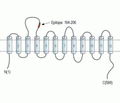 GABA Transporter 1/GAT-1 (extracellular) Blocking Peptide