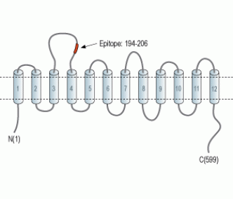 GABA Transporter 1/GAT-1 (extracellular) Blocking Peptide