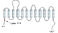 Anti-GABA Transporter 2 (GAT-2) Antibody