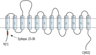 Anti-GABA Transporter 2 (GAT-2) Antibody