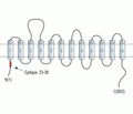 GABA Transporter 2/GAT-2 Blocking Peptide