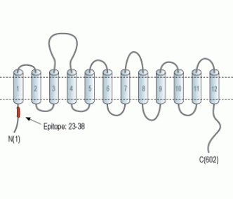 GABA Transporter 2/GAT-2 Blocking Peptide