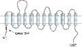 Anti-GABA Transporter 3 (GAT-3) Antibody