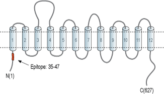 Anti-GABA Transporter 3 (GAT-3) Antibody