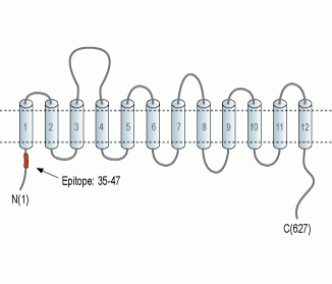 GABA Transporter 3/GAT-3 Blocking Peptide