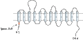Anti-BGT-1 (SLC6A12) Antibody