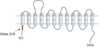 Anti-BGT-1 (SLC6A12) Antibody