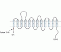 BGT-1/SLC6A12 Blocking Peptide