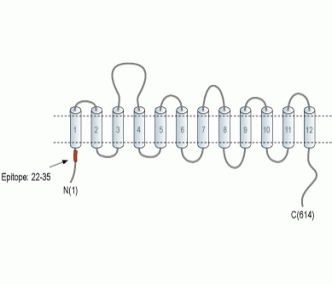 BGT-1/SLC6A12 Blocking Peptide