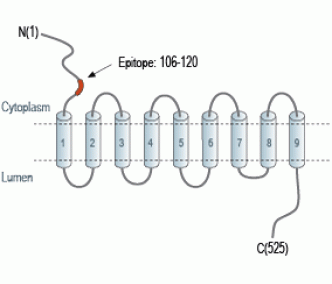 Vesicular GABA Transporter/VGAT Blocking Peptide