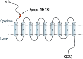 Guinea pig Anti-Vesicular GABA Transporter (VGAT) Antibody