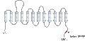 Anti-Taurine Transporter (SLC6A6) Antibody