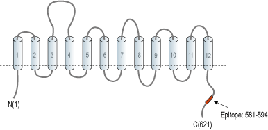 Anti-Taurine Transporter (SLC6A6) Antibody