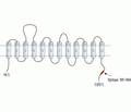 Taurine Transporter/SLC6A6 Blocking Peptide