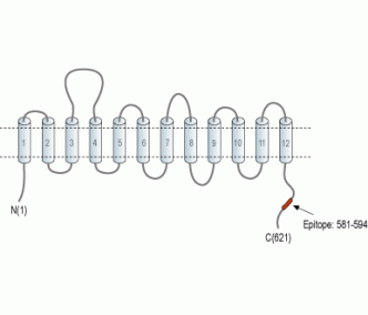 Taurine Transporter/SLC6A6 Blocking Peptide