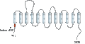 Anti-SLC6A8 Antibody