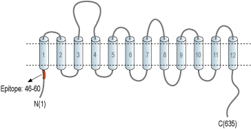 Anti-SLC6A8 Antibody