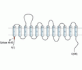 SLC6A8 Blocking Peptide