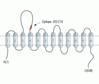 GlyT1/SLC6A9 (extracellular) Blocking Peptide