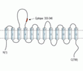 GlyT2/SLC6A5 (extracellular) Blocking Peptide
