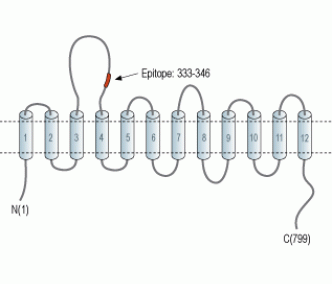 GlyT2/SLC6A5 (extracellular) Blocking Peptide