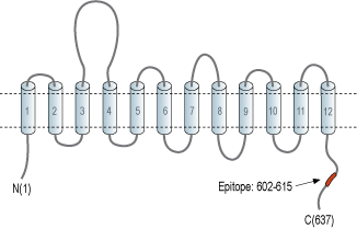 Anti-SLC6A7 (Proline Transporter) Antibody