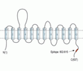 SLC6A7/Proline Transporter Blocking Peptide
