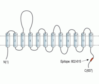 SLC6A7/Proline Transporter Blocking Peptide