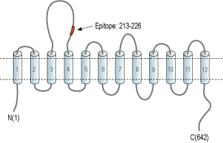 Anti-SLC6A14 (extracellular) Antibody