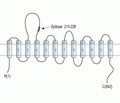 SLC6A14 (extracellular) Blocking Peptide
