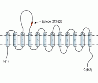 SLC6A14 (extracellular) Blocking Peptide