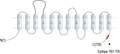 Anti-SLC6A15 Antibody