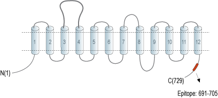 Anti-SLC6A15 Antibody
